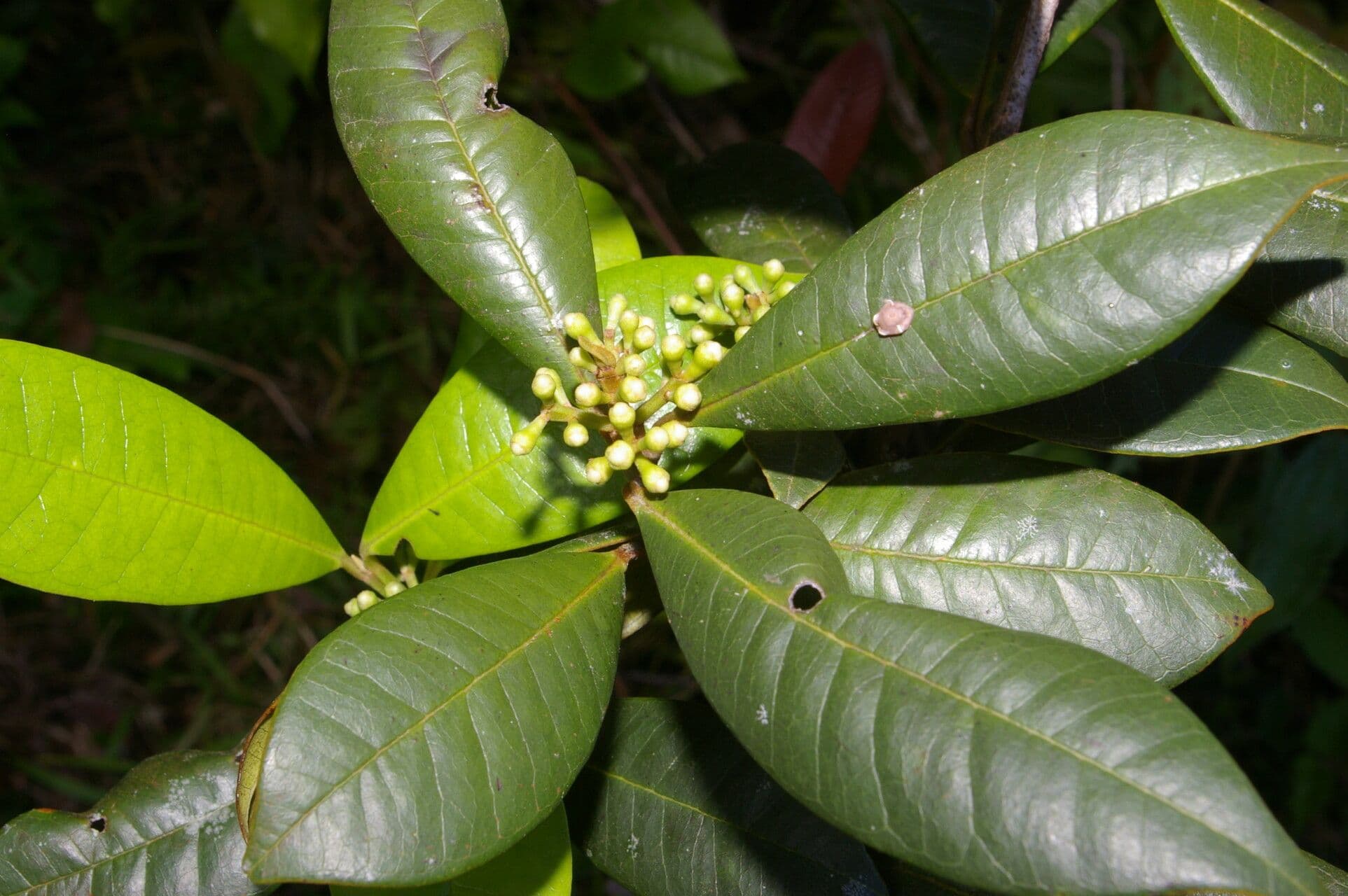 Allspice 4