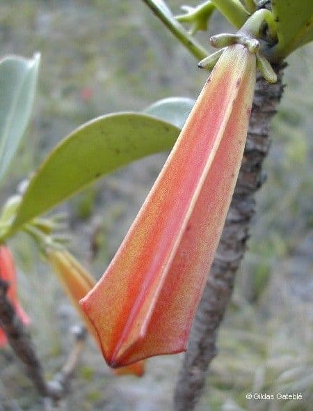 Thiollierea 3