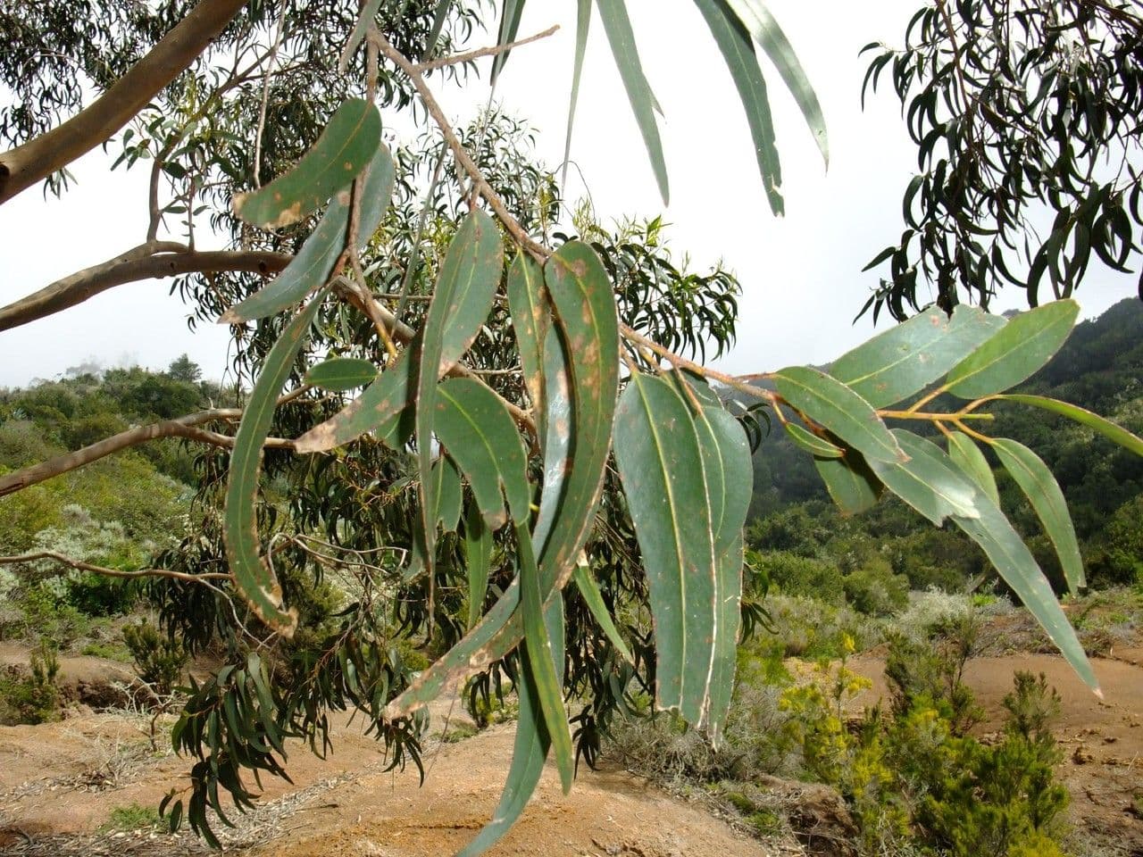 Blauer Eukalyptus 26
