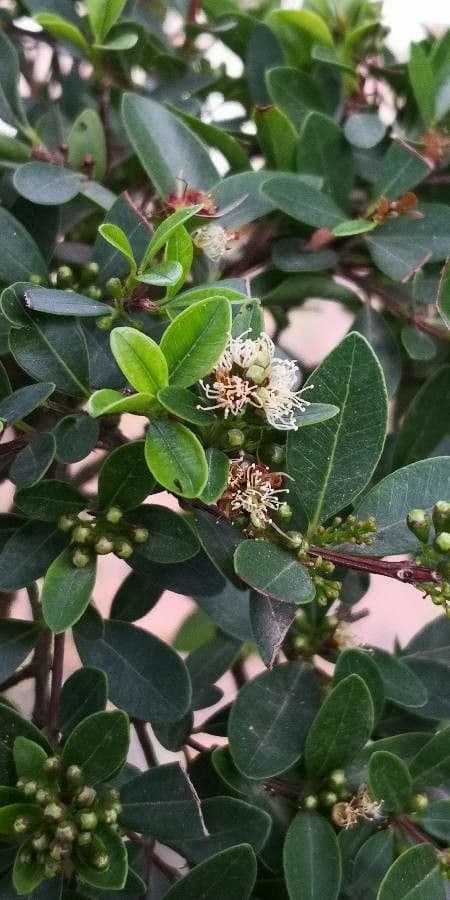 Syzygium buxifolium
