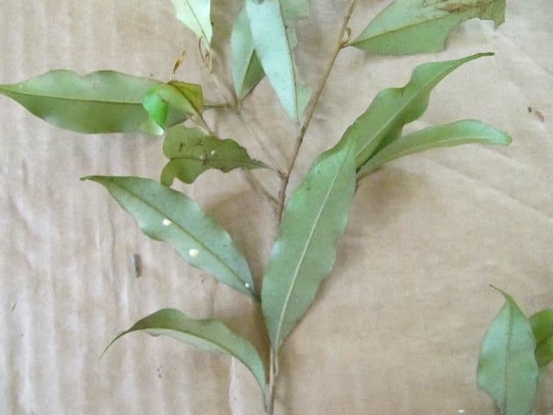 Chrysophyllum argenteum 4