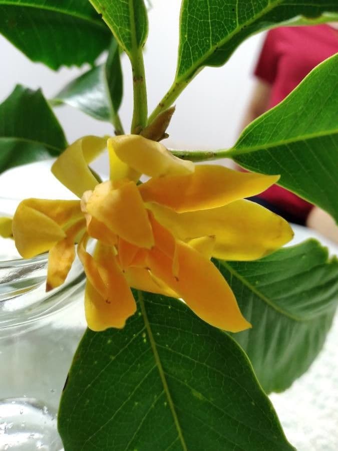 Magnolia champaca 6