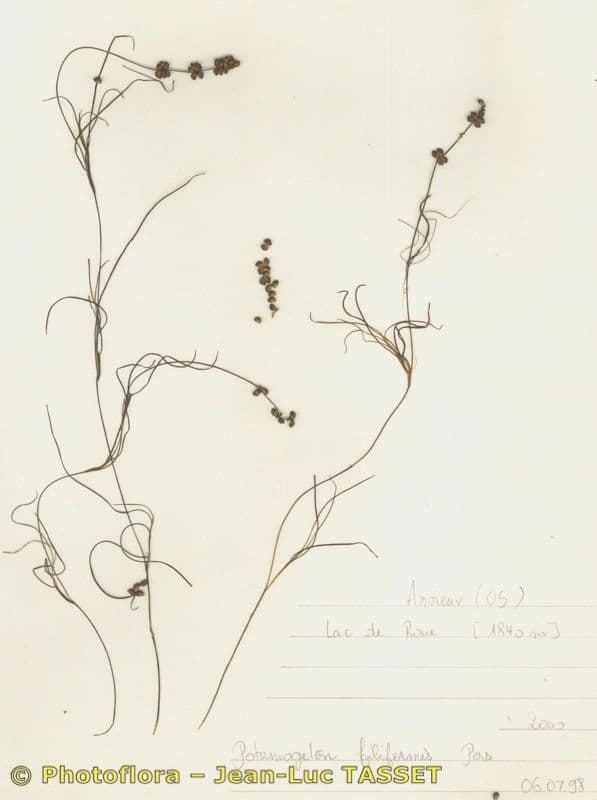 Brasca filiforme 2