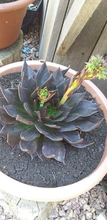 Echeveria 2