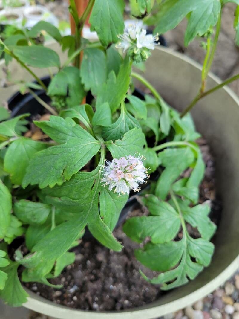 Hydrophyllum occidentale 5