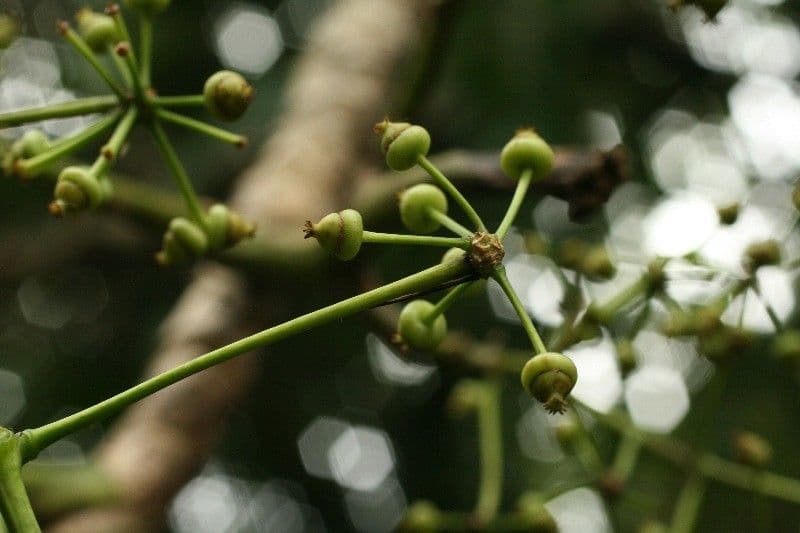 Polyscias 2