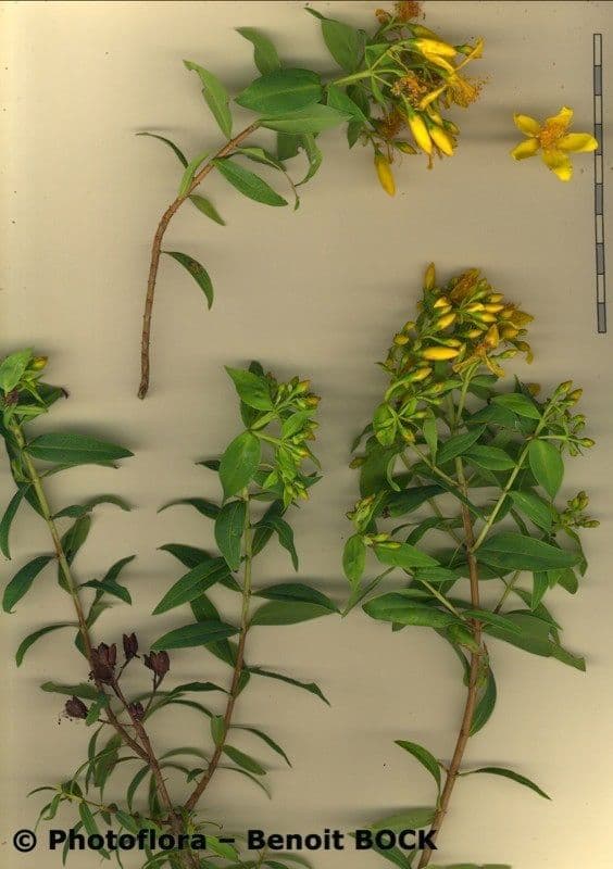 Třezalka kanárská 28