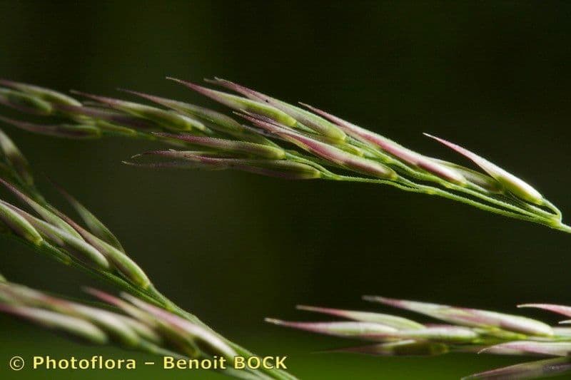 Calamagrostis 25