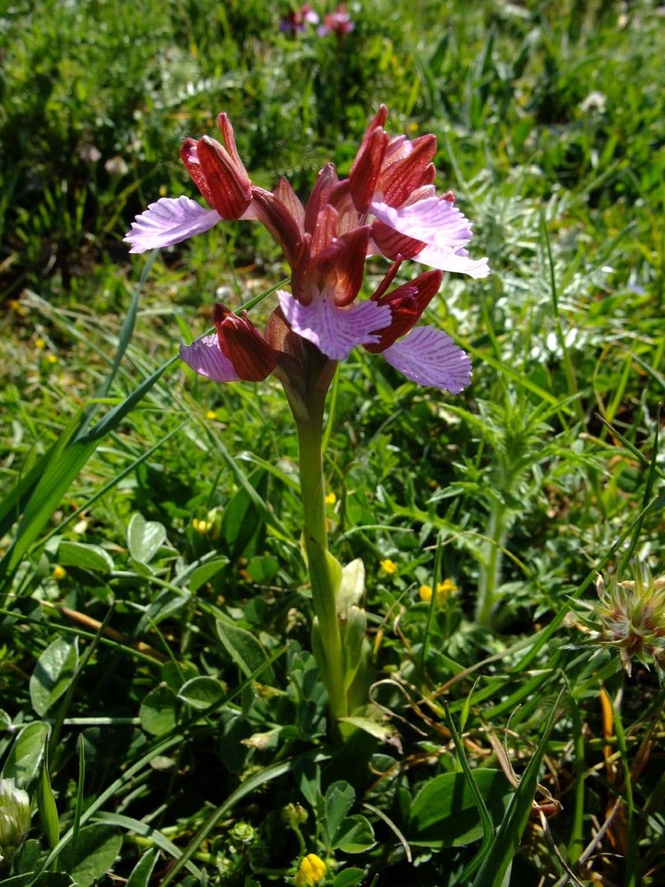 Orchis papillon 10