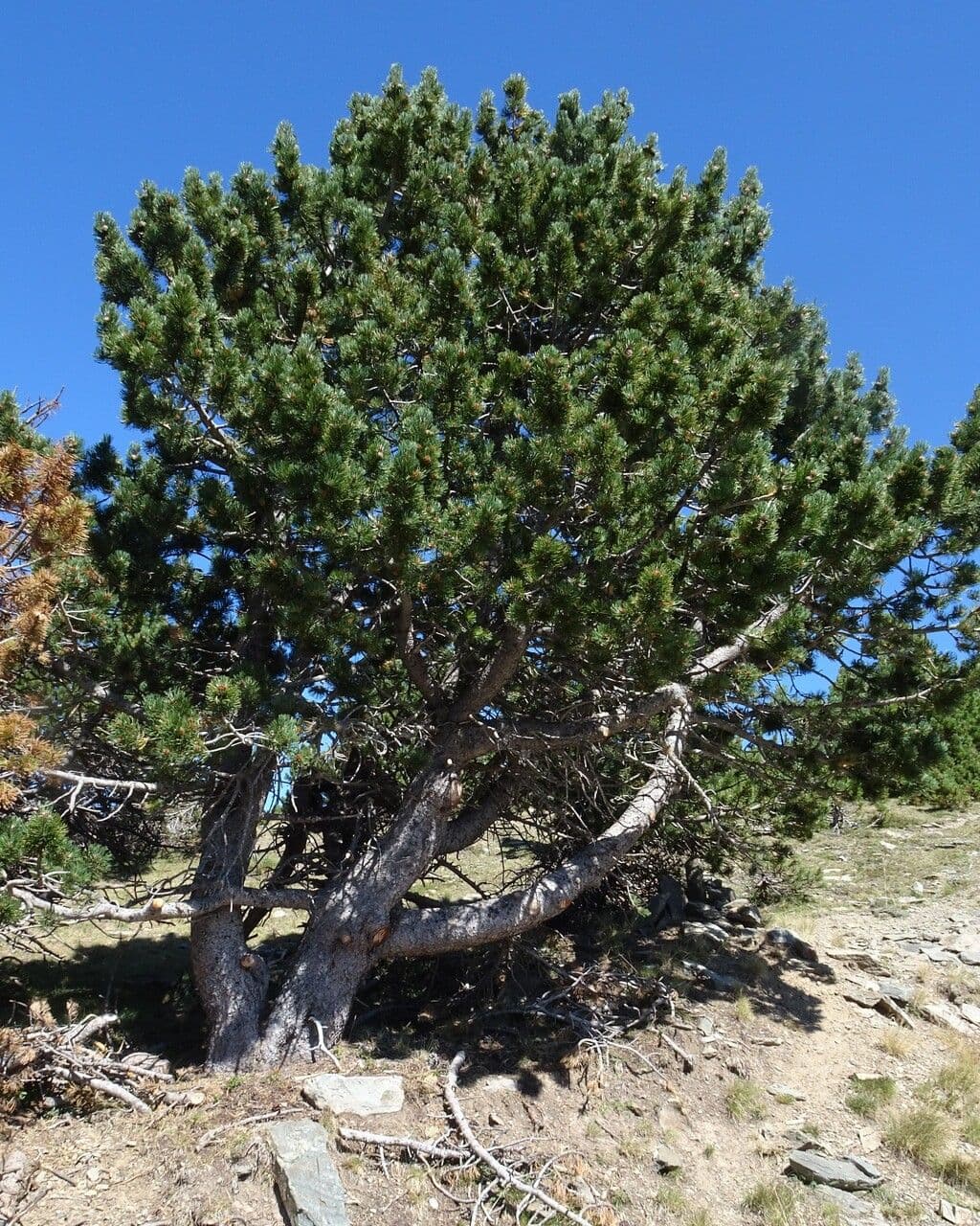 Bergkiefer 11