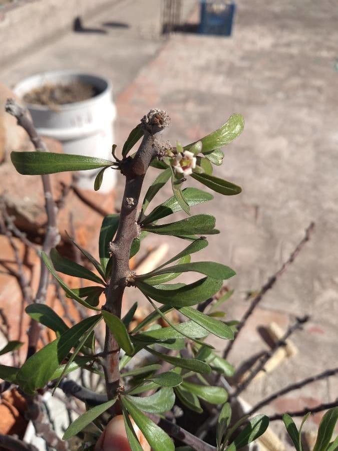 Jatropha dioïque 2