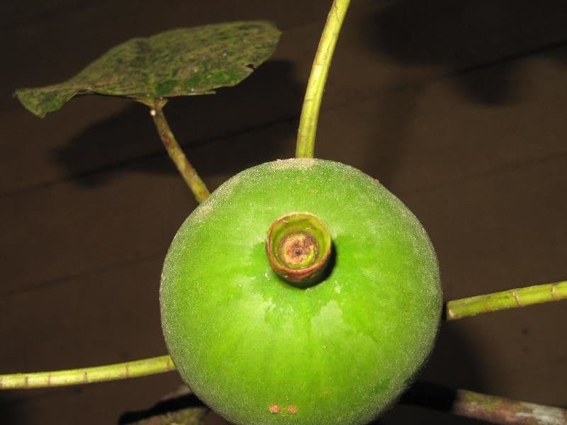 Duroia 4