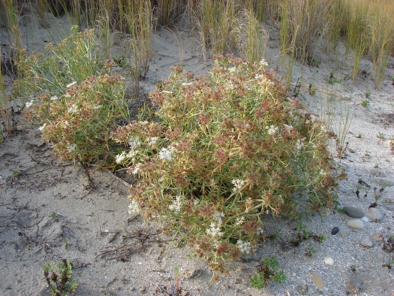 Echinophora spinosa 12