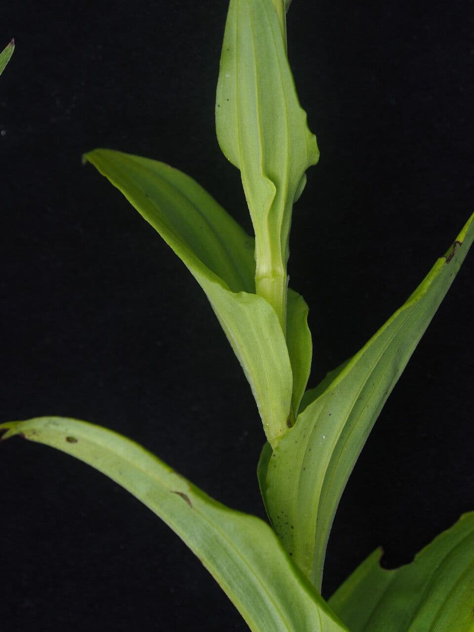 Habenaria 10