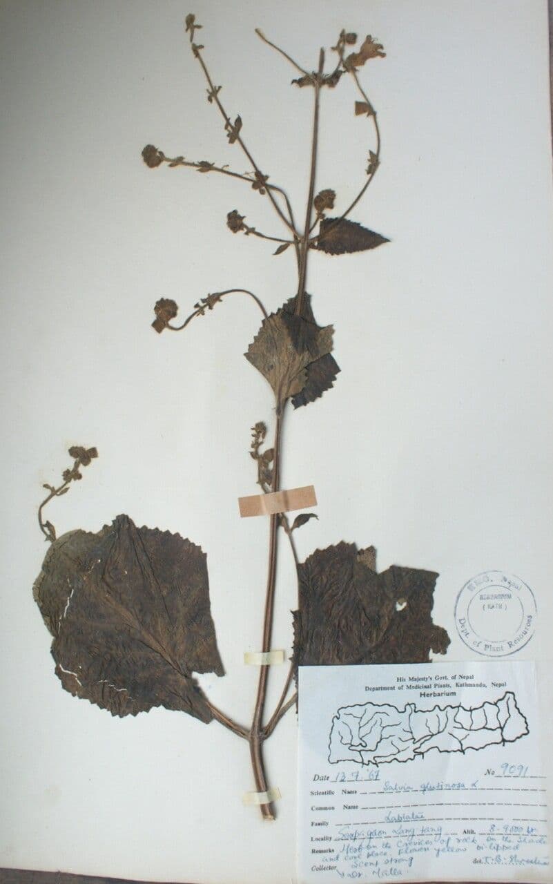 Salvia 3