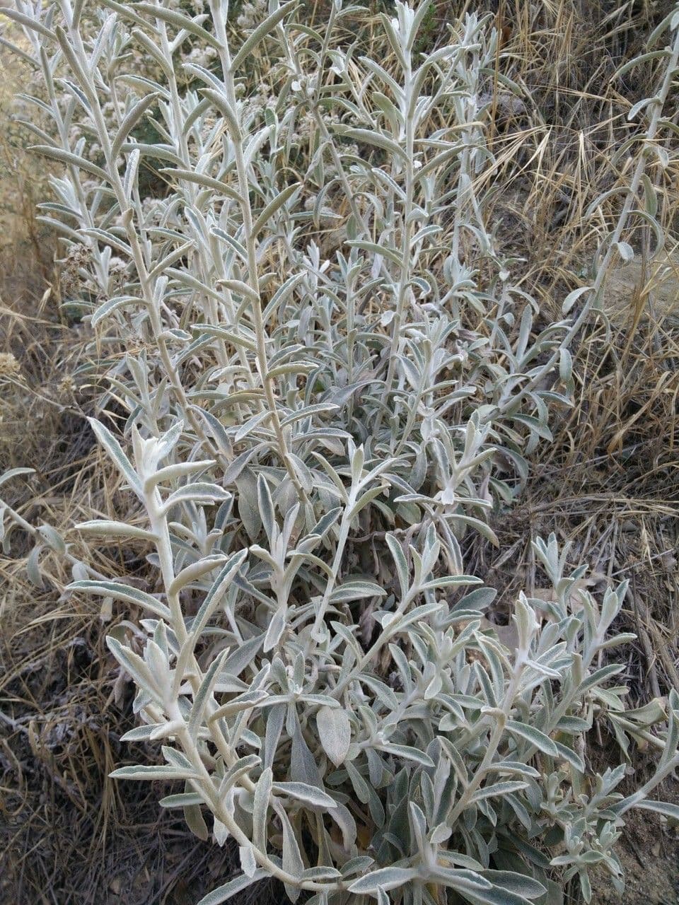 Antennaria