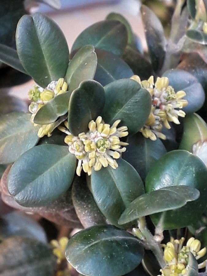 Bosso sempreverde 10