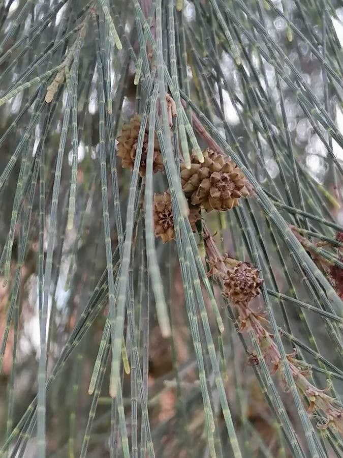 Casuarina di Cunningham 5