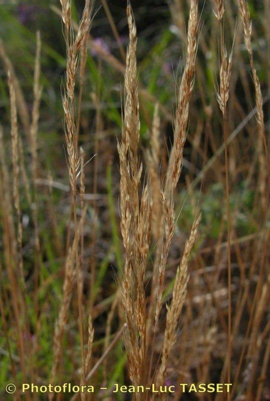 Apera interrupta 11