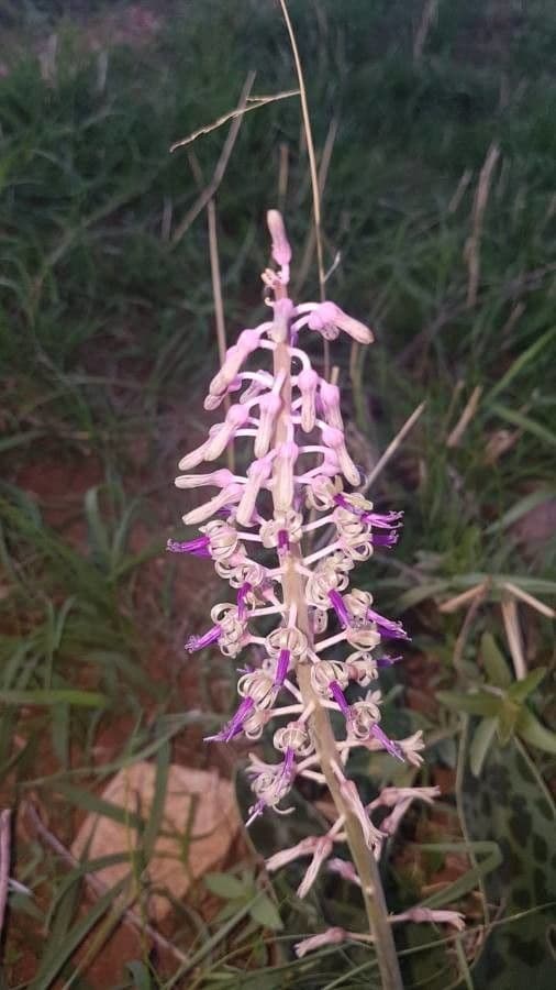 Ledebouria 2