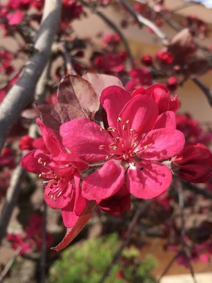Melo da fiore del Giappone 7