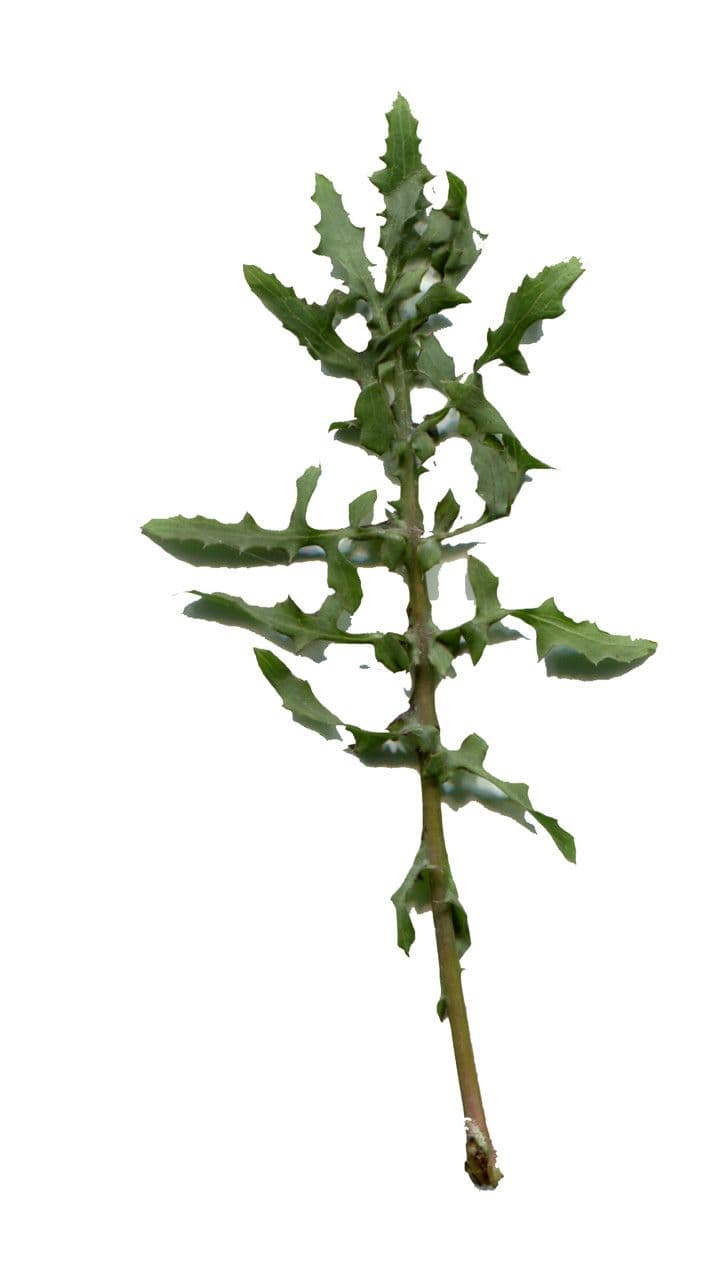 Crespigno sfrangiato 27