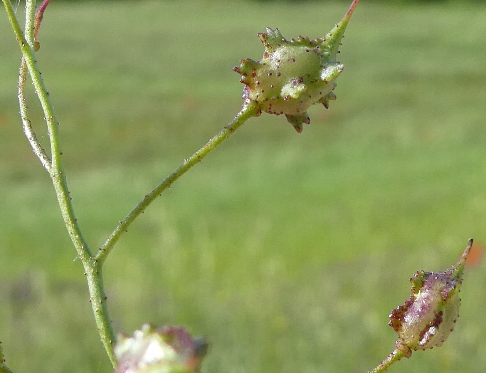 Bunias erucago 5