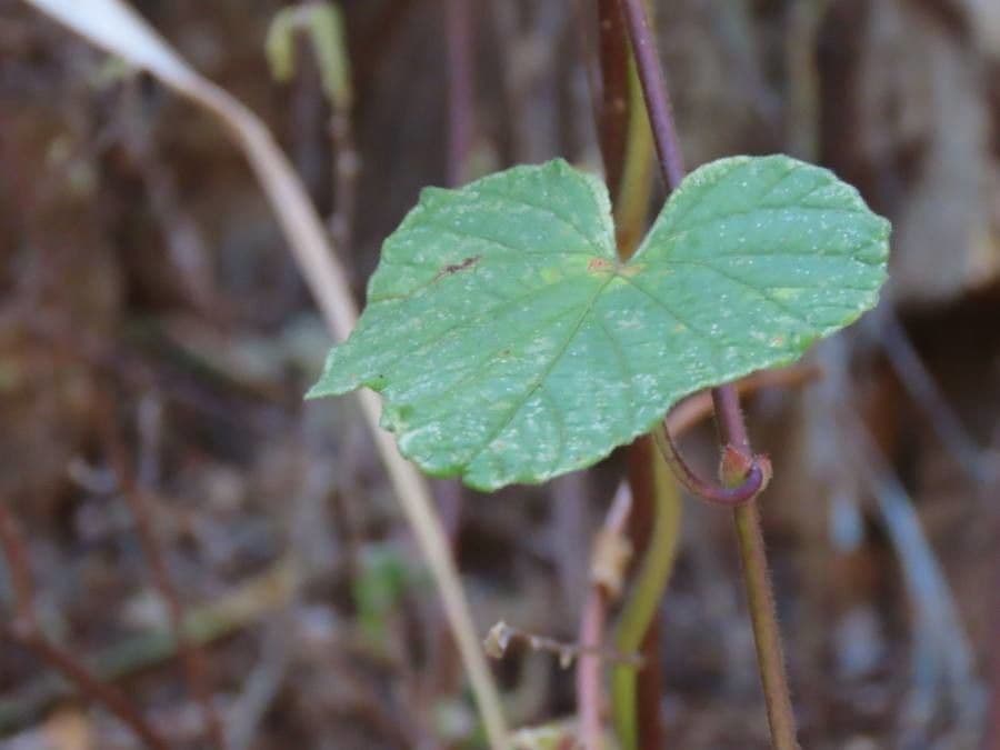 Ipomoea 7