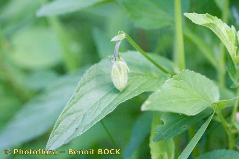 Viola elatior 3