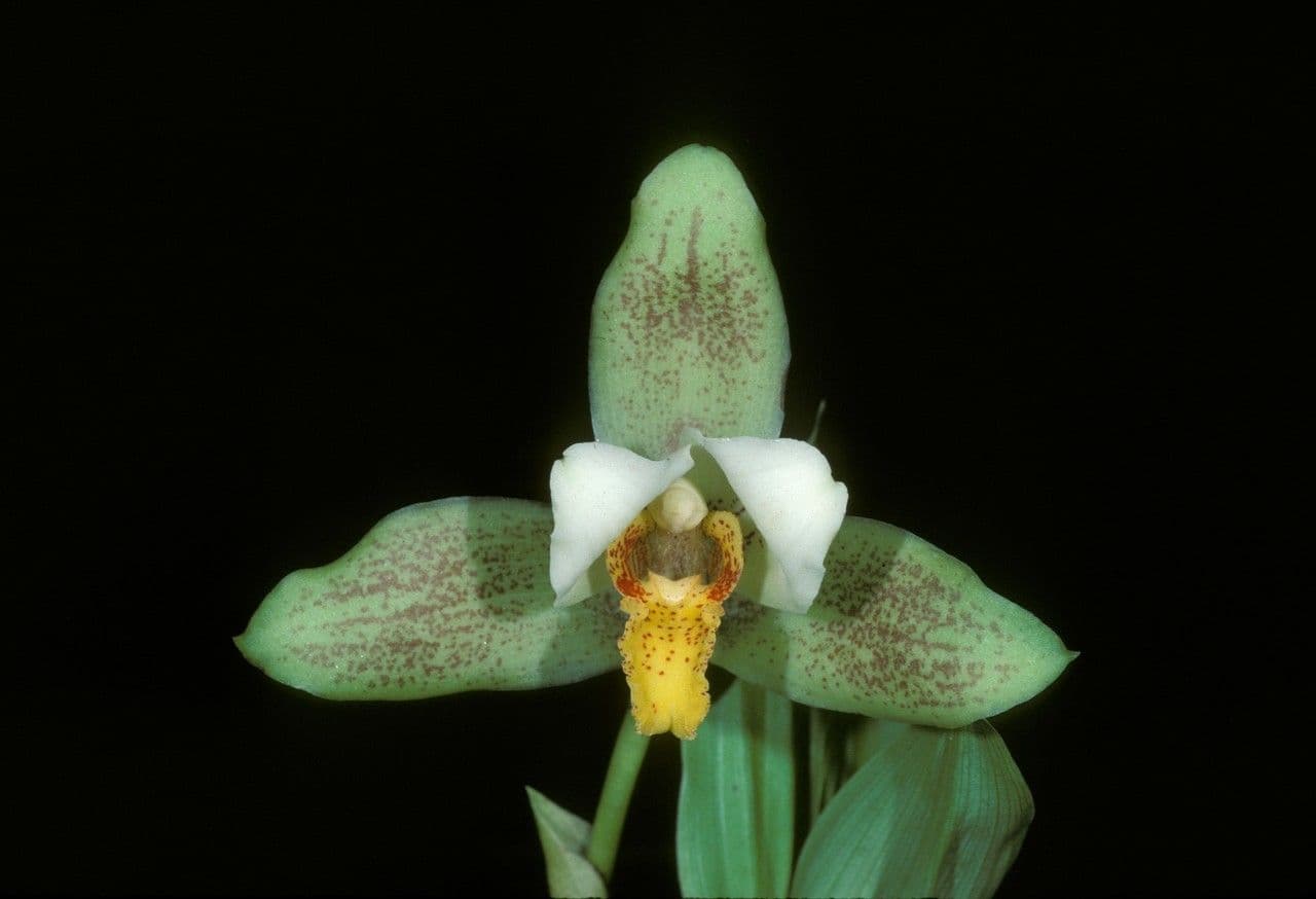 Lycaste