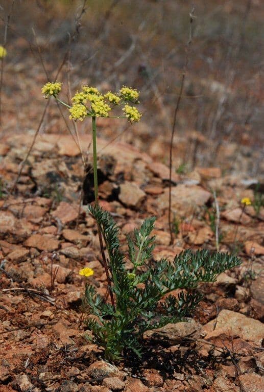 Lomatium