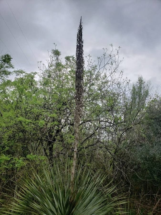 Texas-Sotol