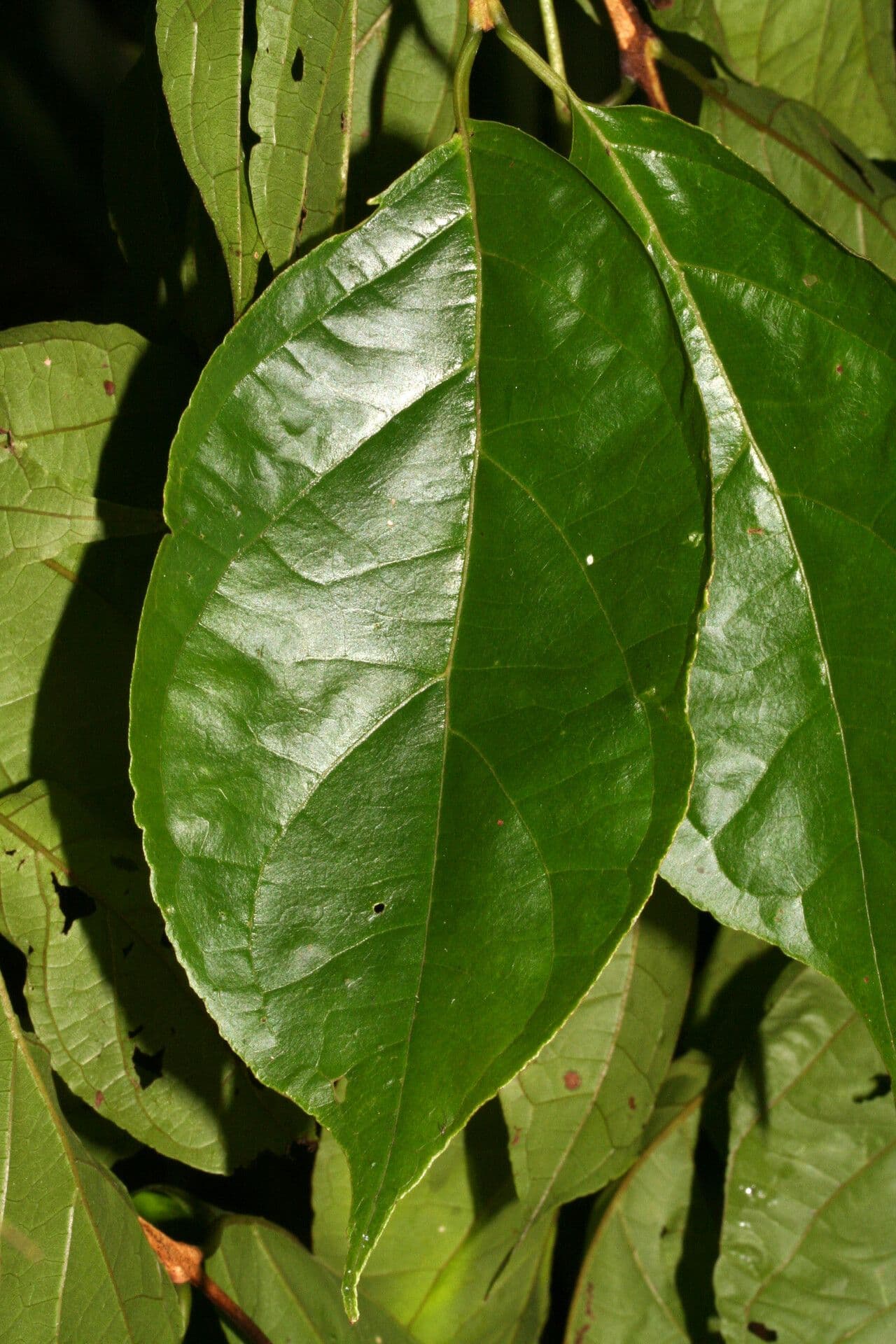 Campomanesia 4
