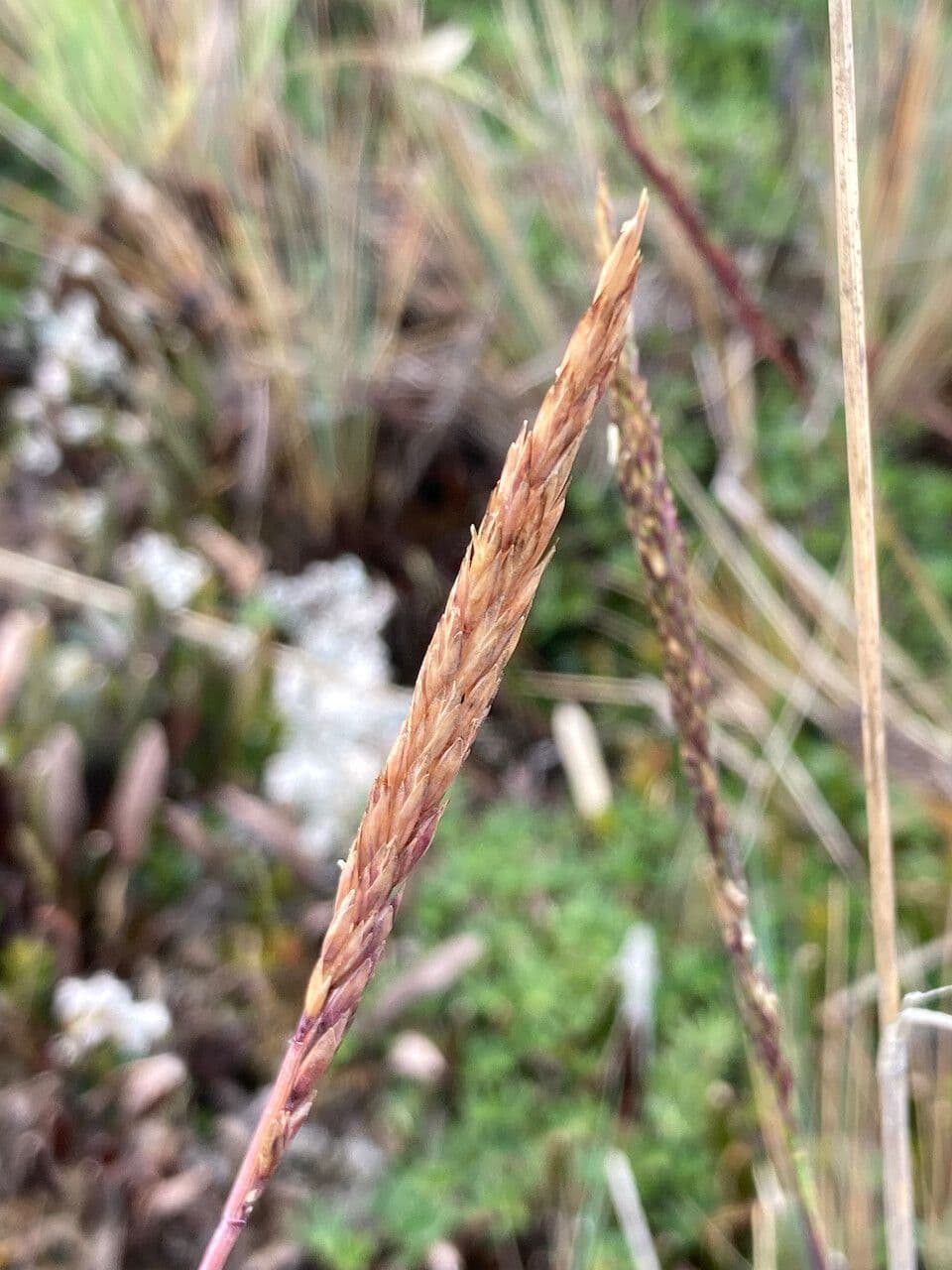 Festuca 5
