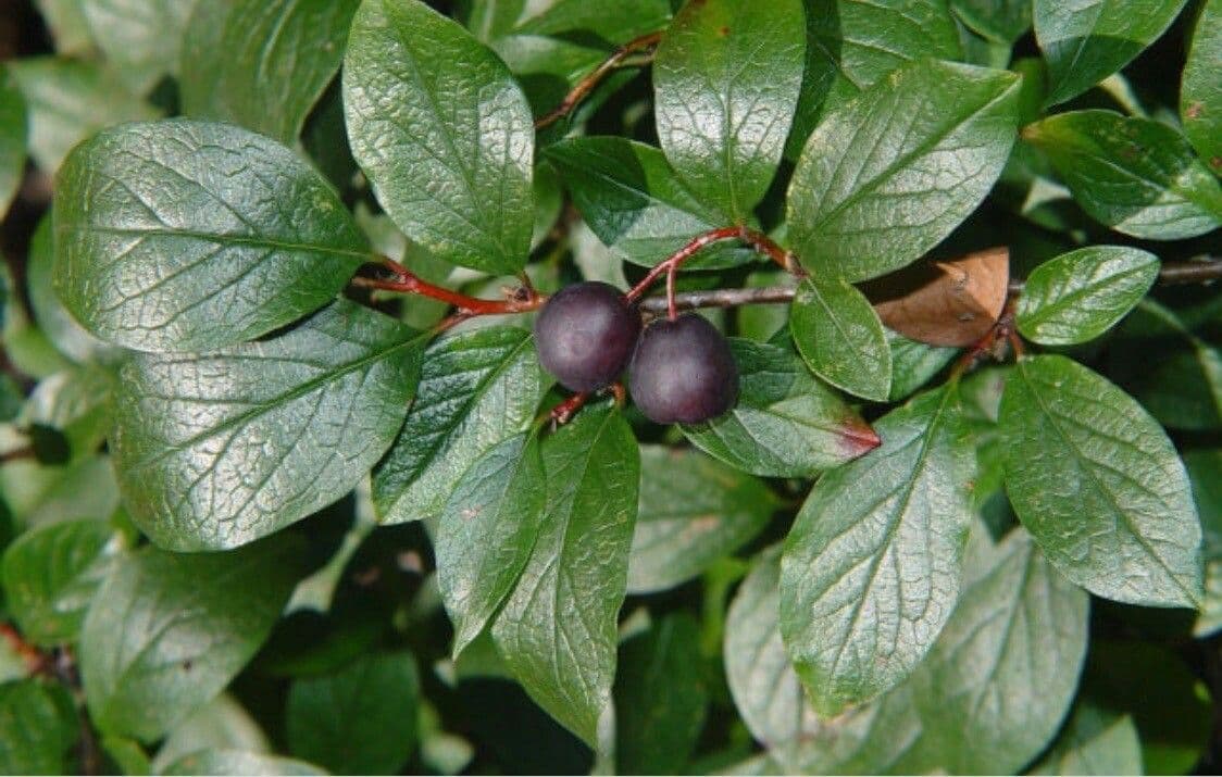 Cotoneaster di Pechino 3