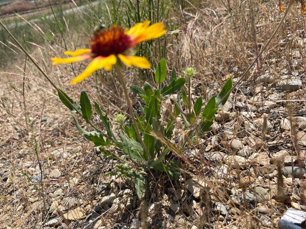 Gaillardia pennatifida 13
