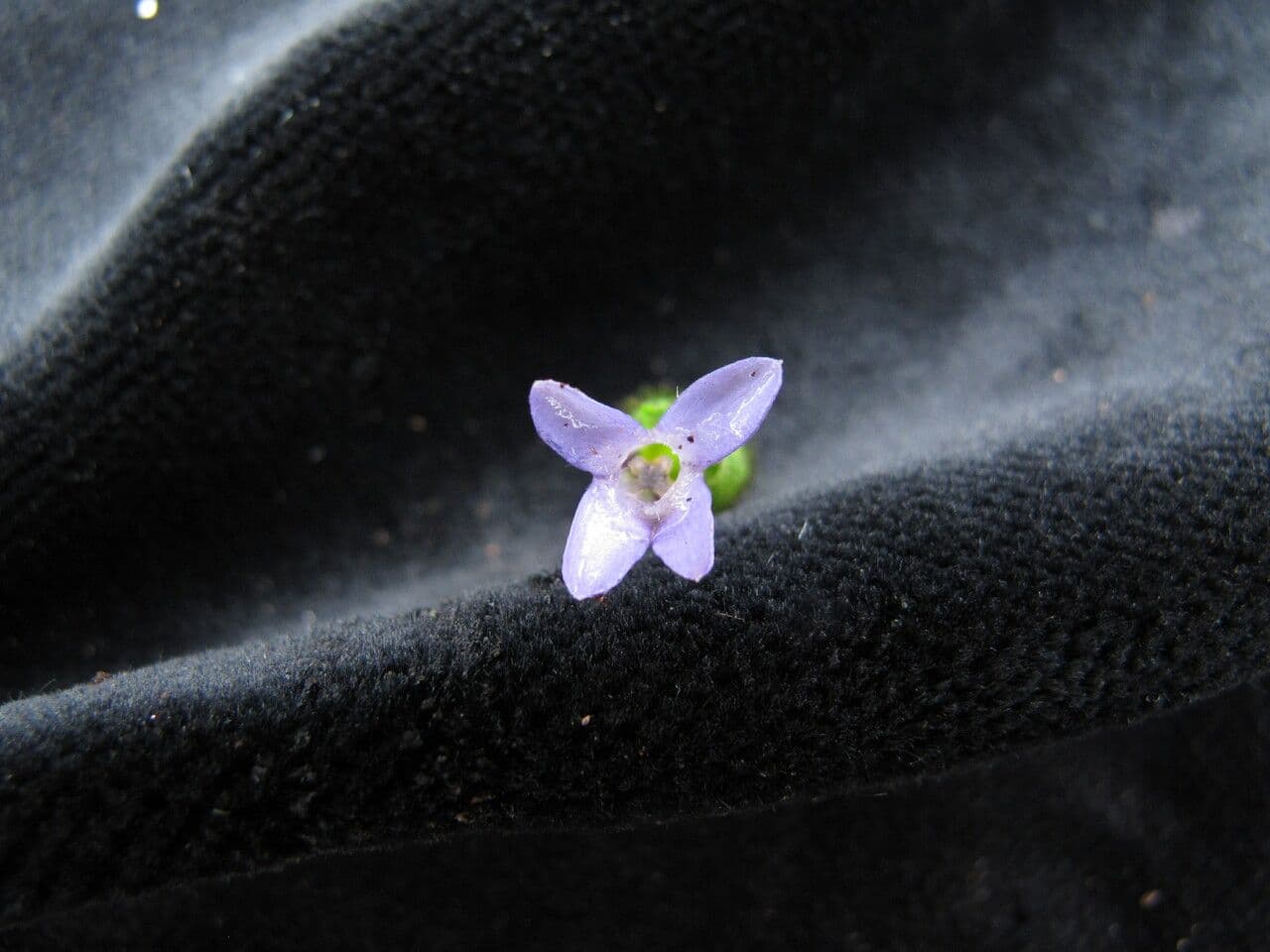 Cyananthus 4