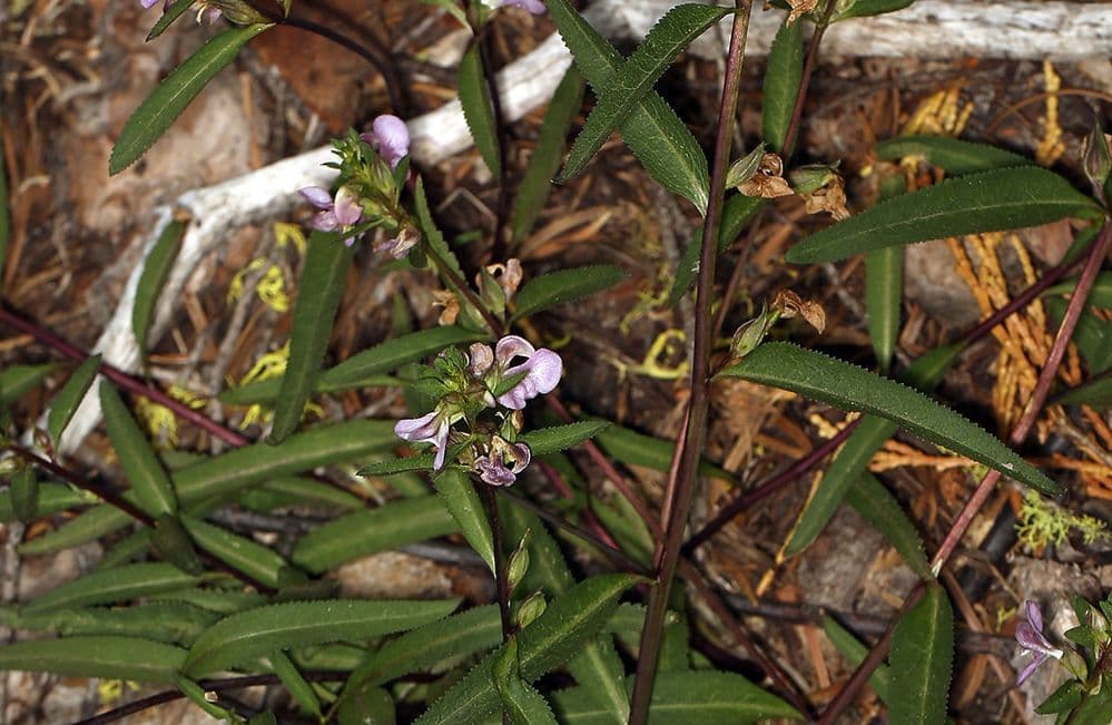 Pediculare a grappoli 13
