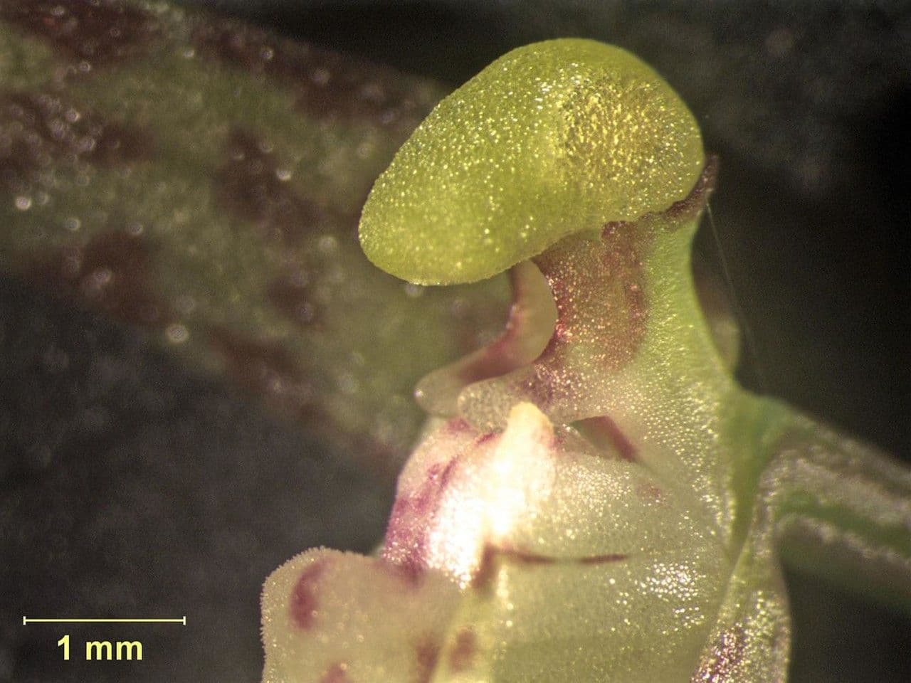 Leochilus 5