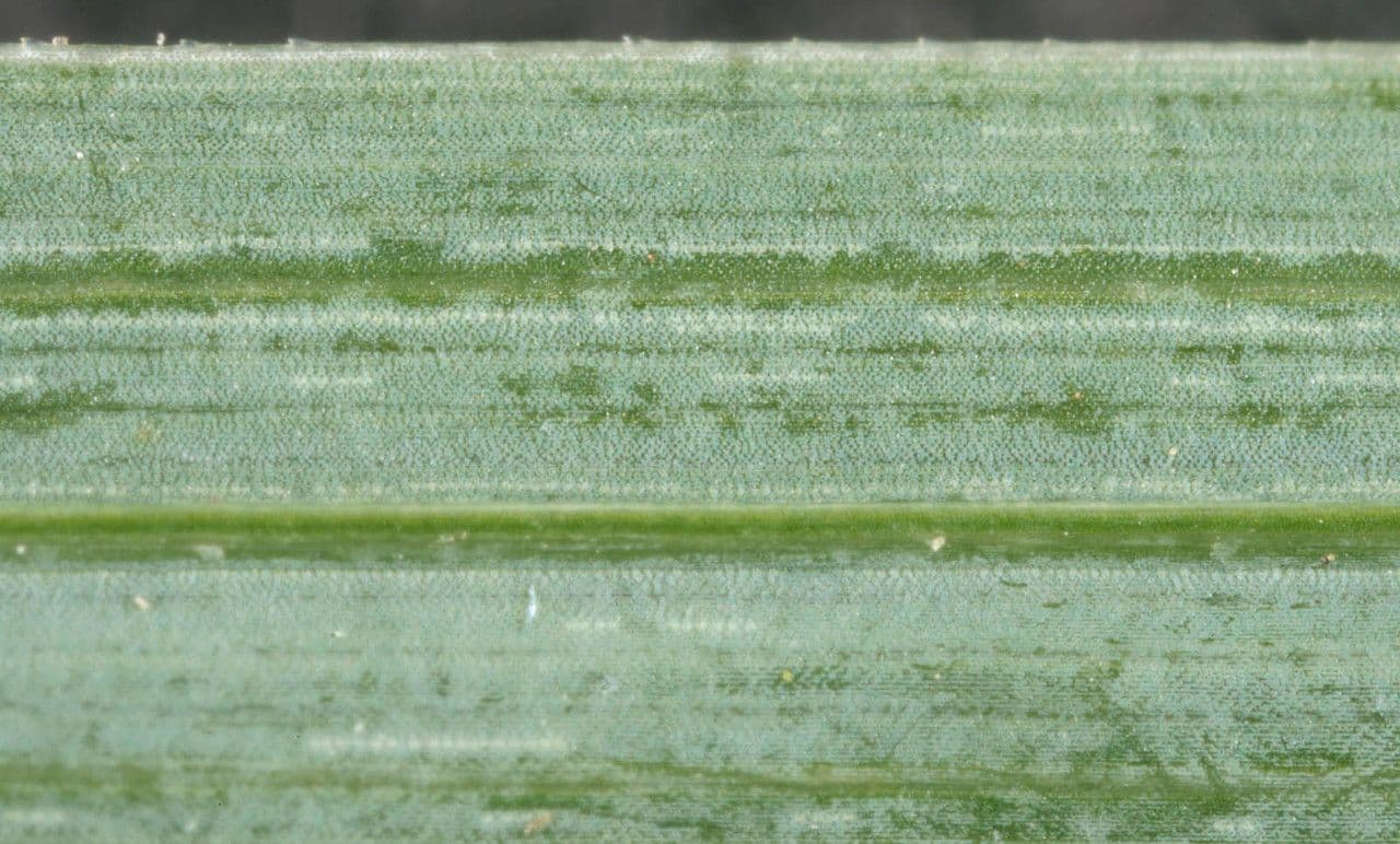 Carice rostrata 18
