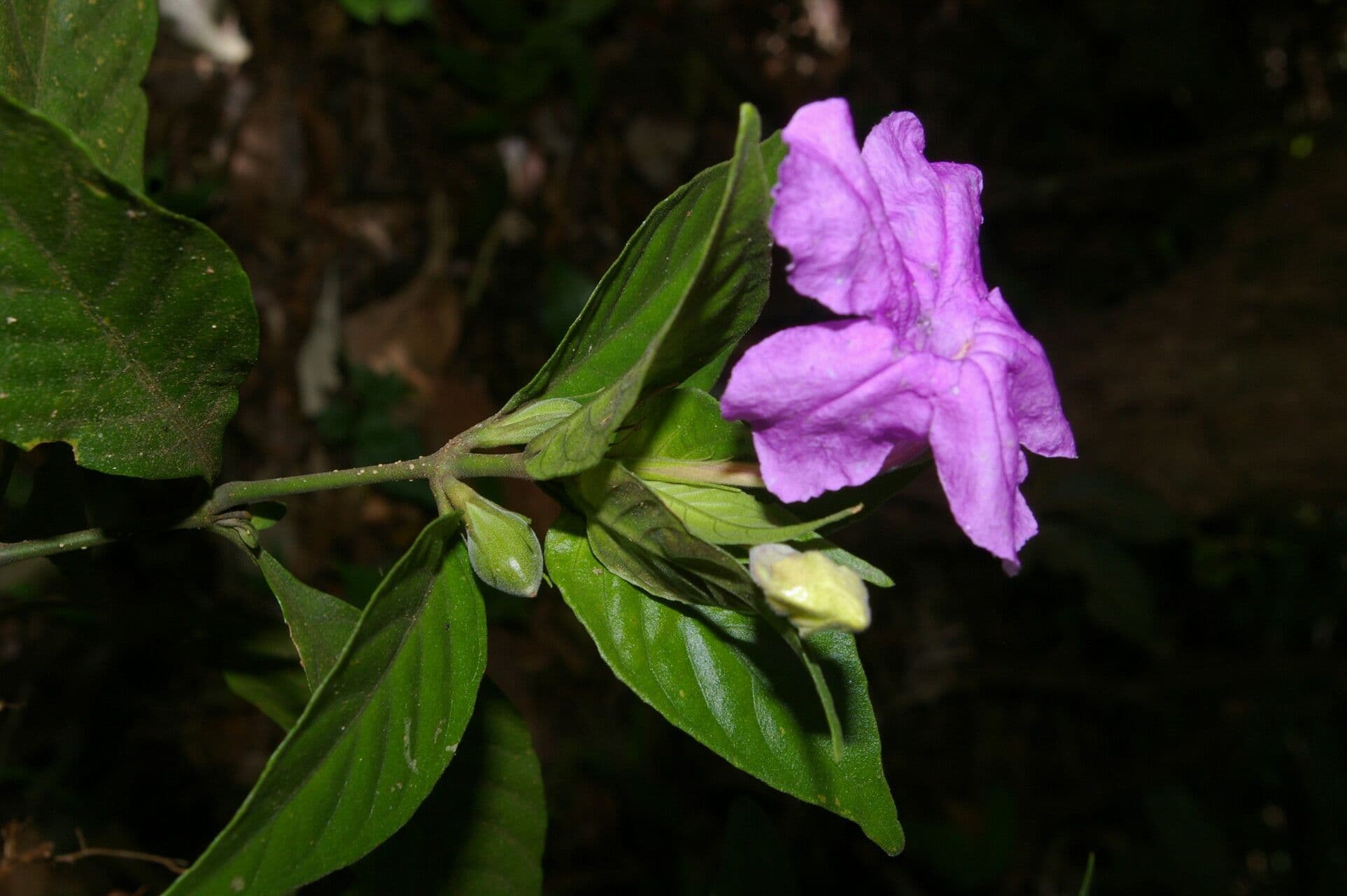 Ruellia 4