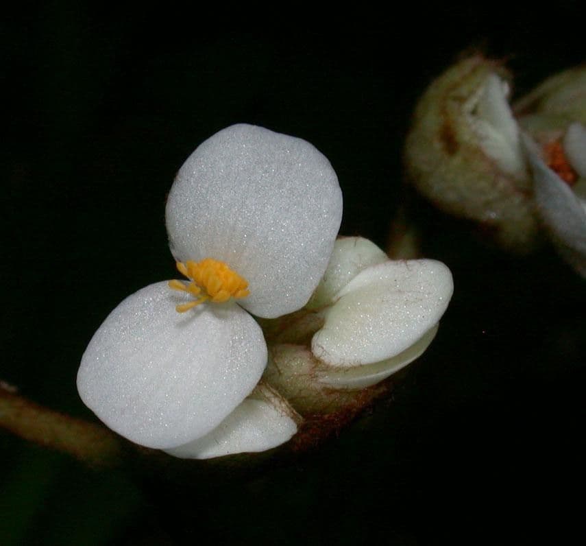 Begonia 2