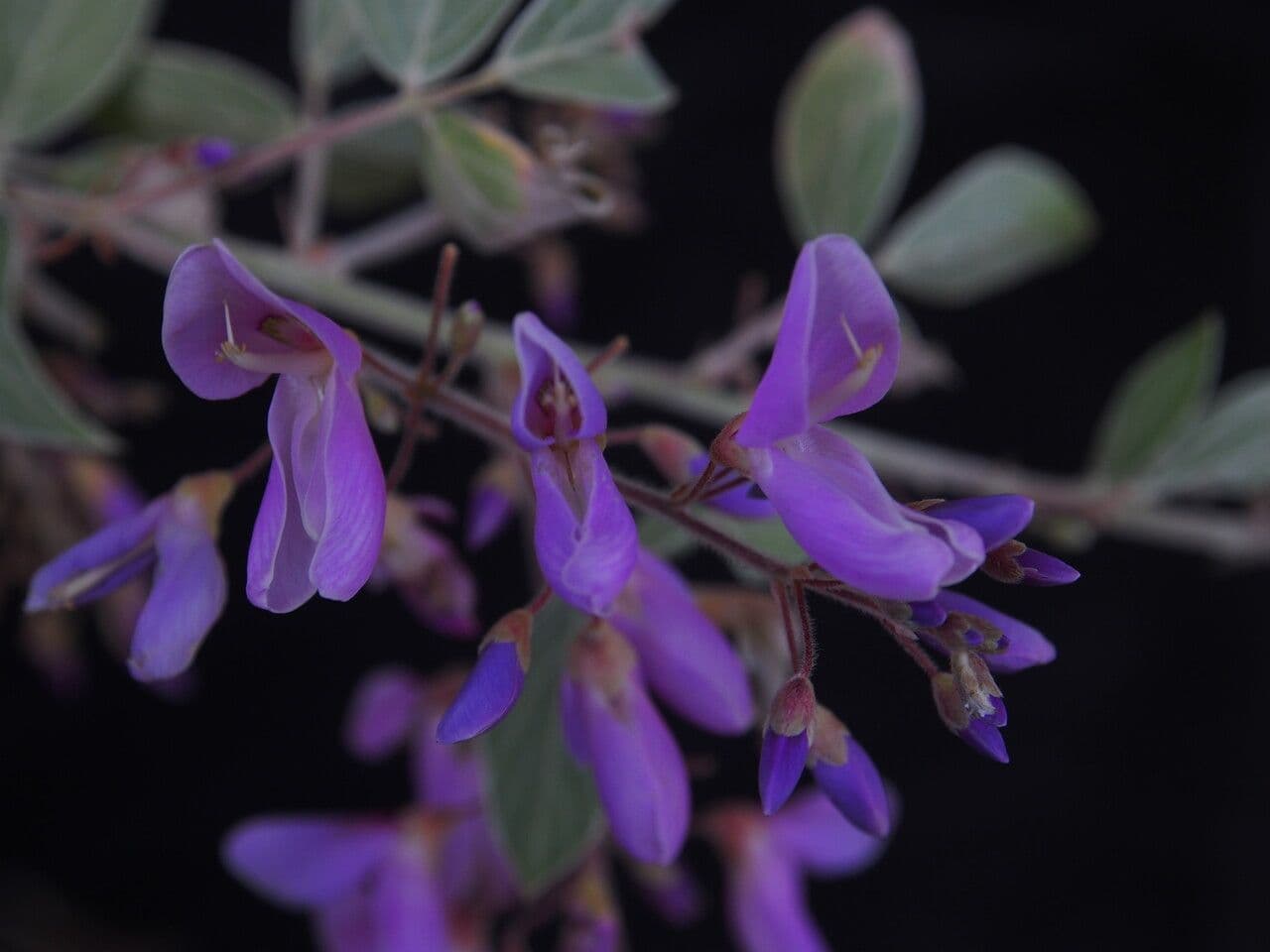 Phyllodium