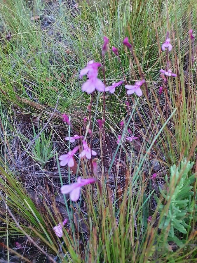 Lobelia 2