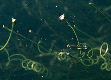 Valisneria americká 2