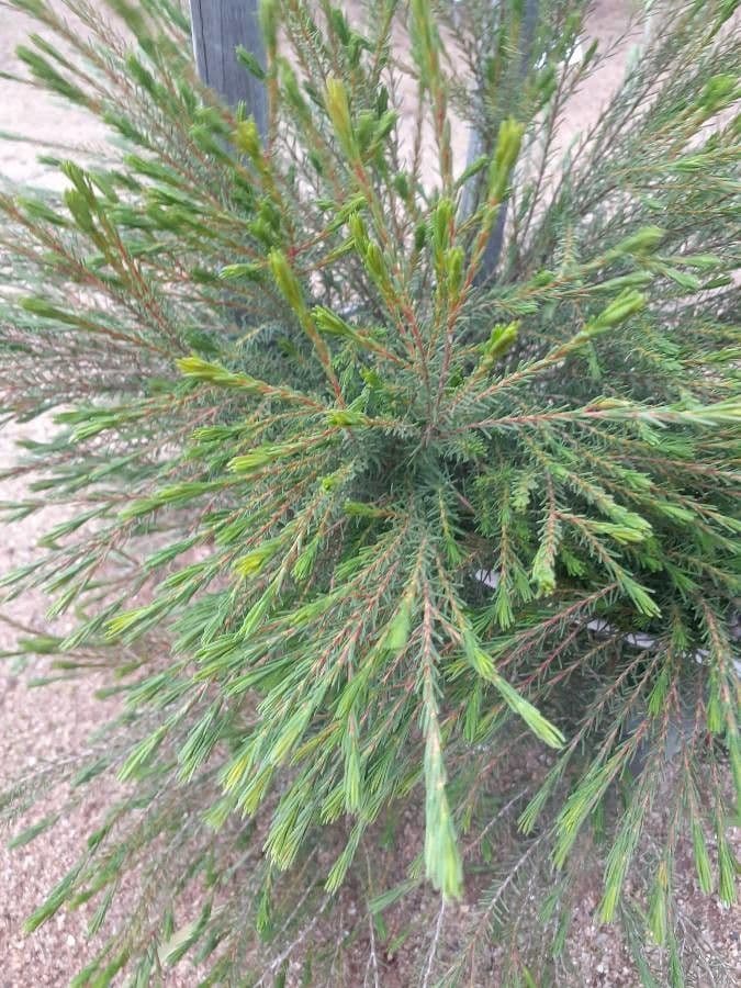 Calytrix depressa