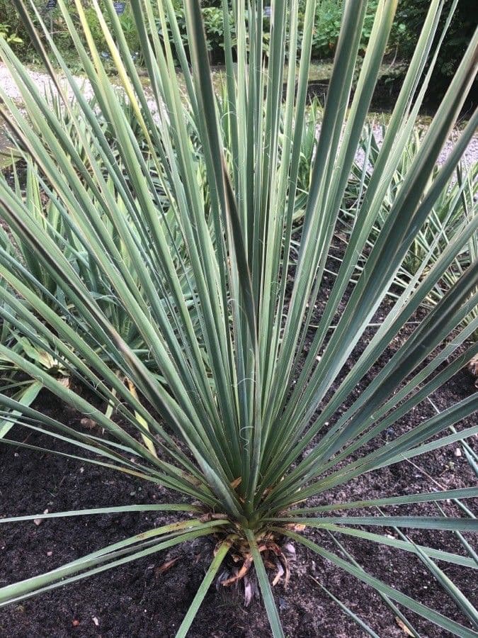 Yucca glauca 19