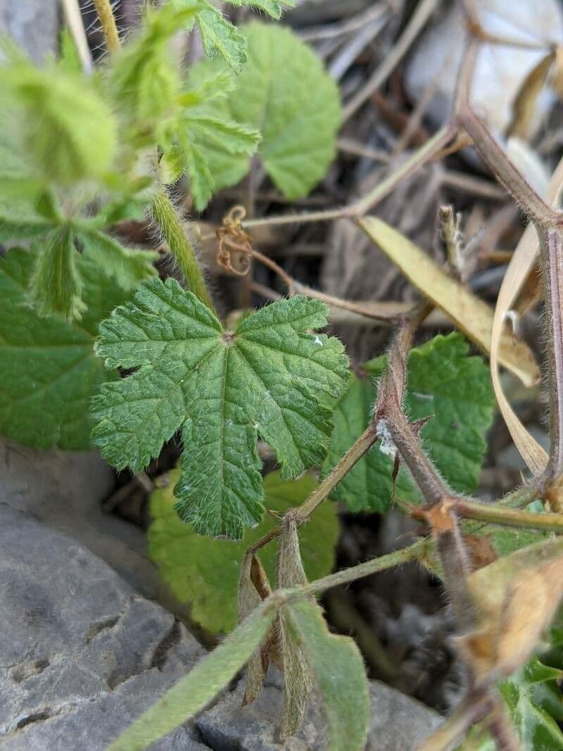 Malva di Creta 13