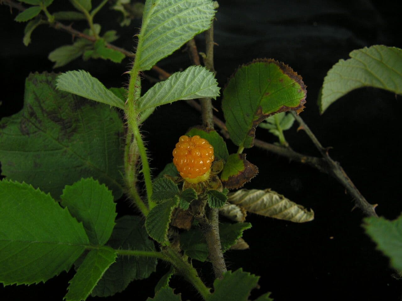 Lampone ellittico 9