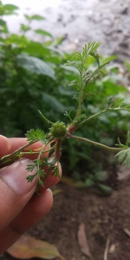 Cotula australis 6